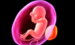 εικόνα εμβρύου