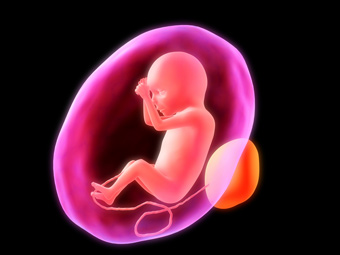 εμβρυο στην μήτρα